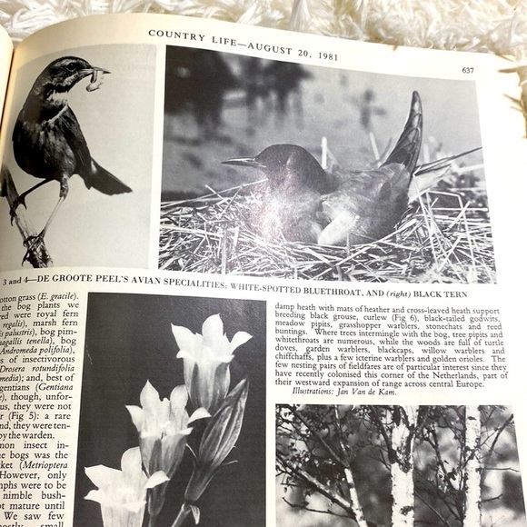 COUNTRY LIFE DUTCH NUMBER August 20, 1981 - Picture 11 of 13